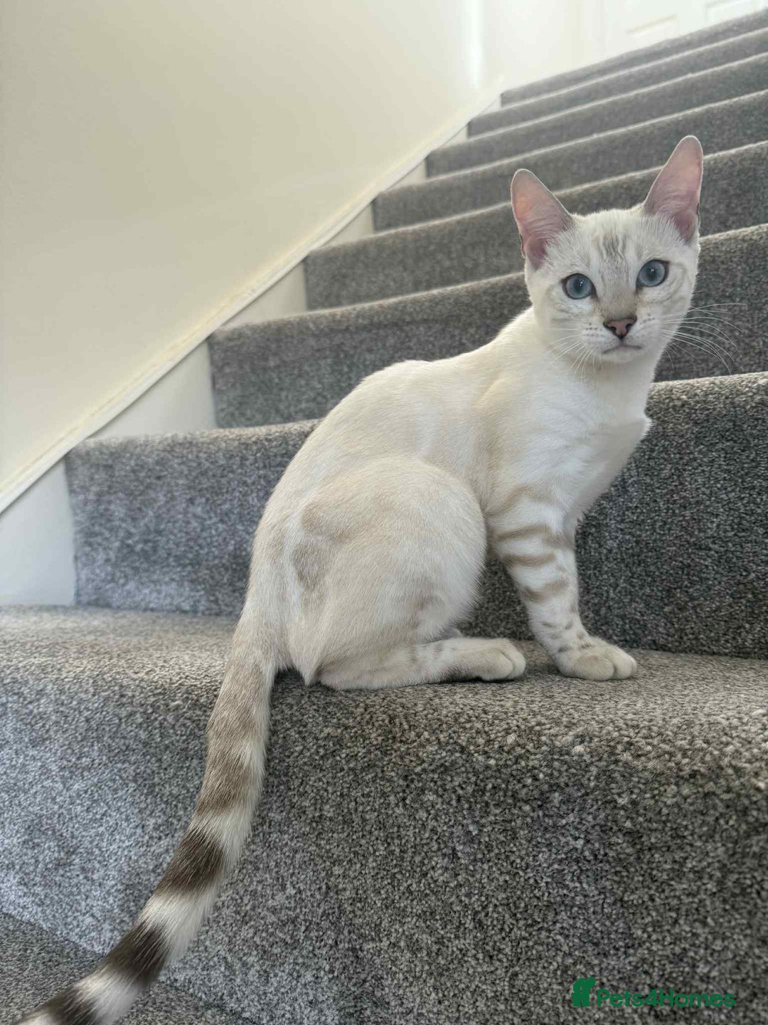 Bengal cats for sale: TICA registered bengal female kitten  - Image 4