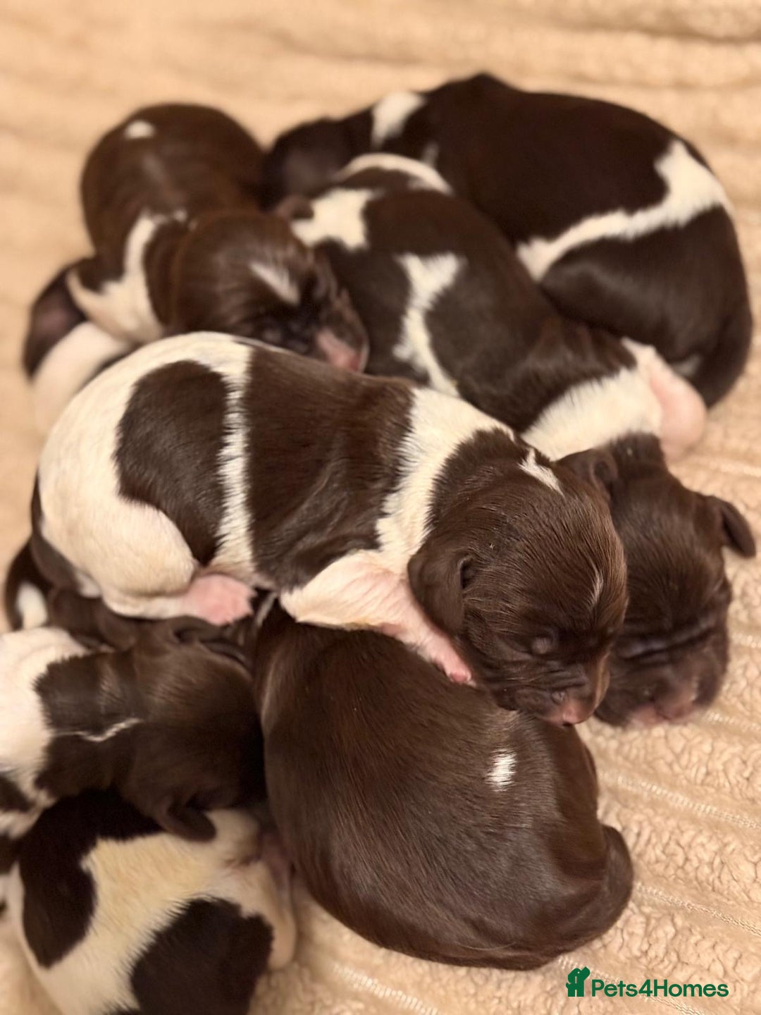 English Springer Spaniel dogs for sale: Traditional Kc Reg English Springer Spaniel Pups.. - Advert 7