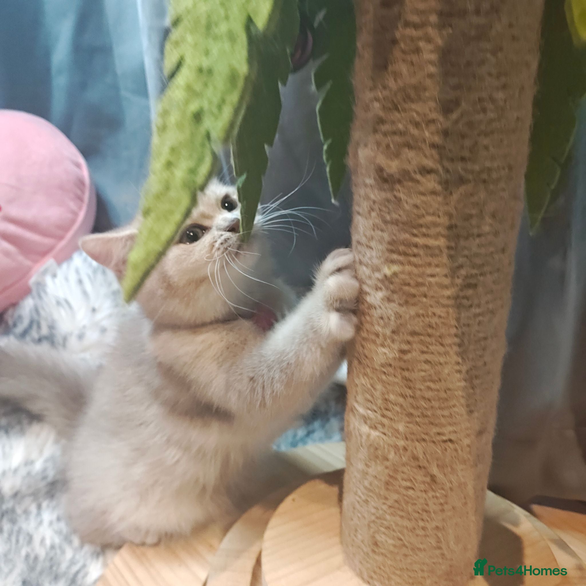 British Shorthair cats TICA Blue golden, lilac gold, cinnamon bi colour  - Advert 9