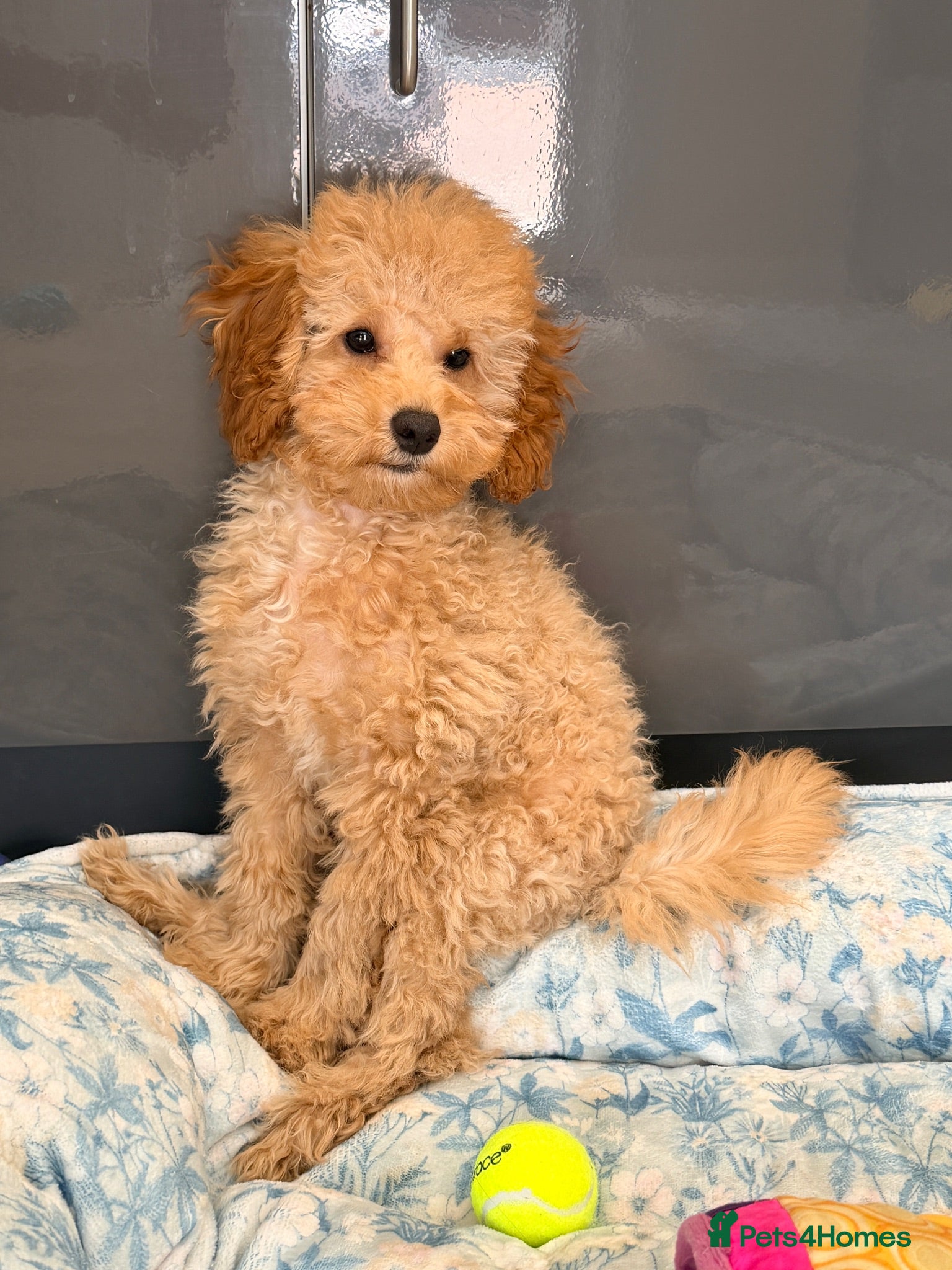 Toy Poodle dogs Beautiful health tested toy poodles  - Advert 2