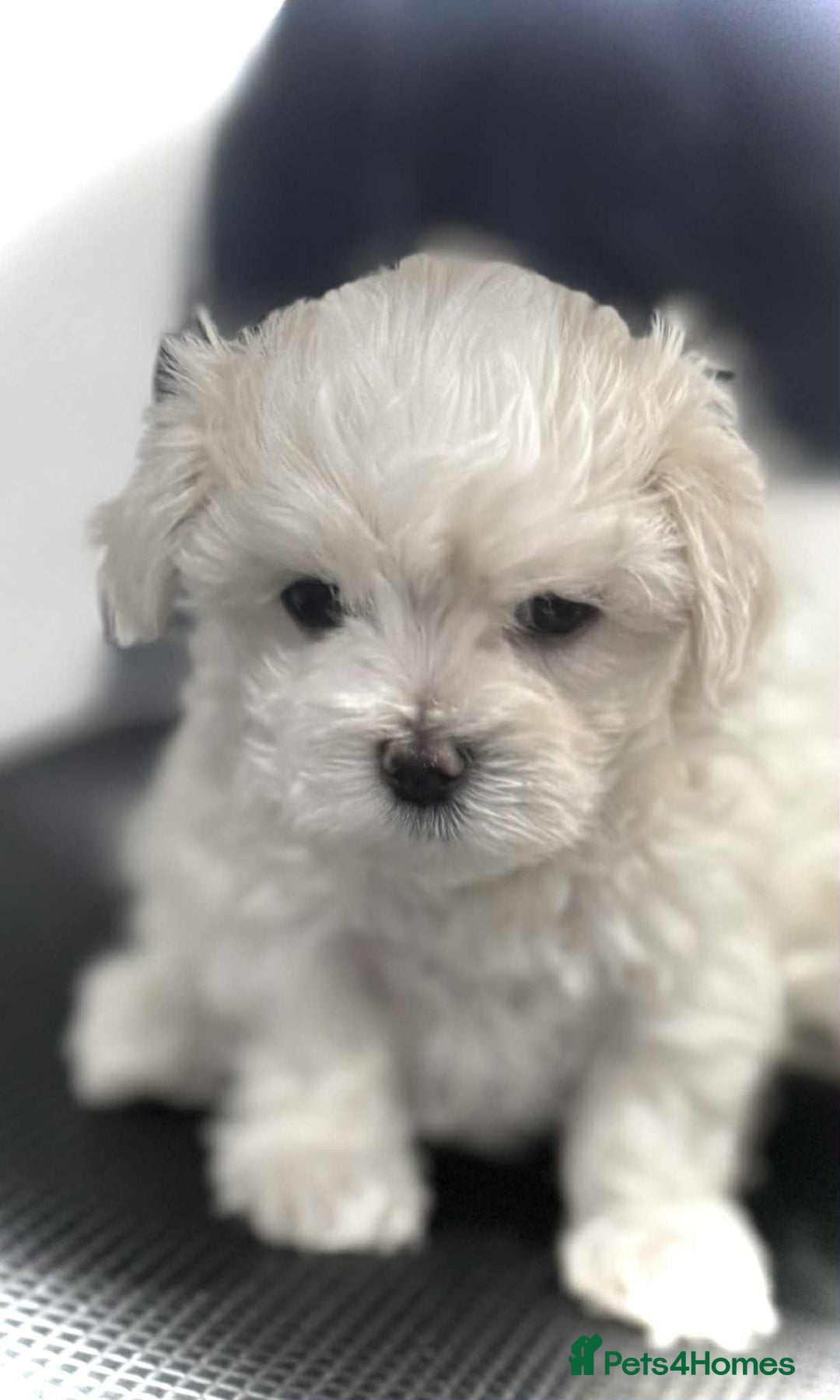 Maltese dogs for sale: KC Registered Maltese Puppies  - Advert 4