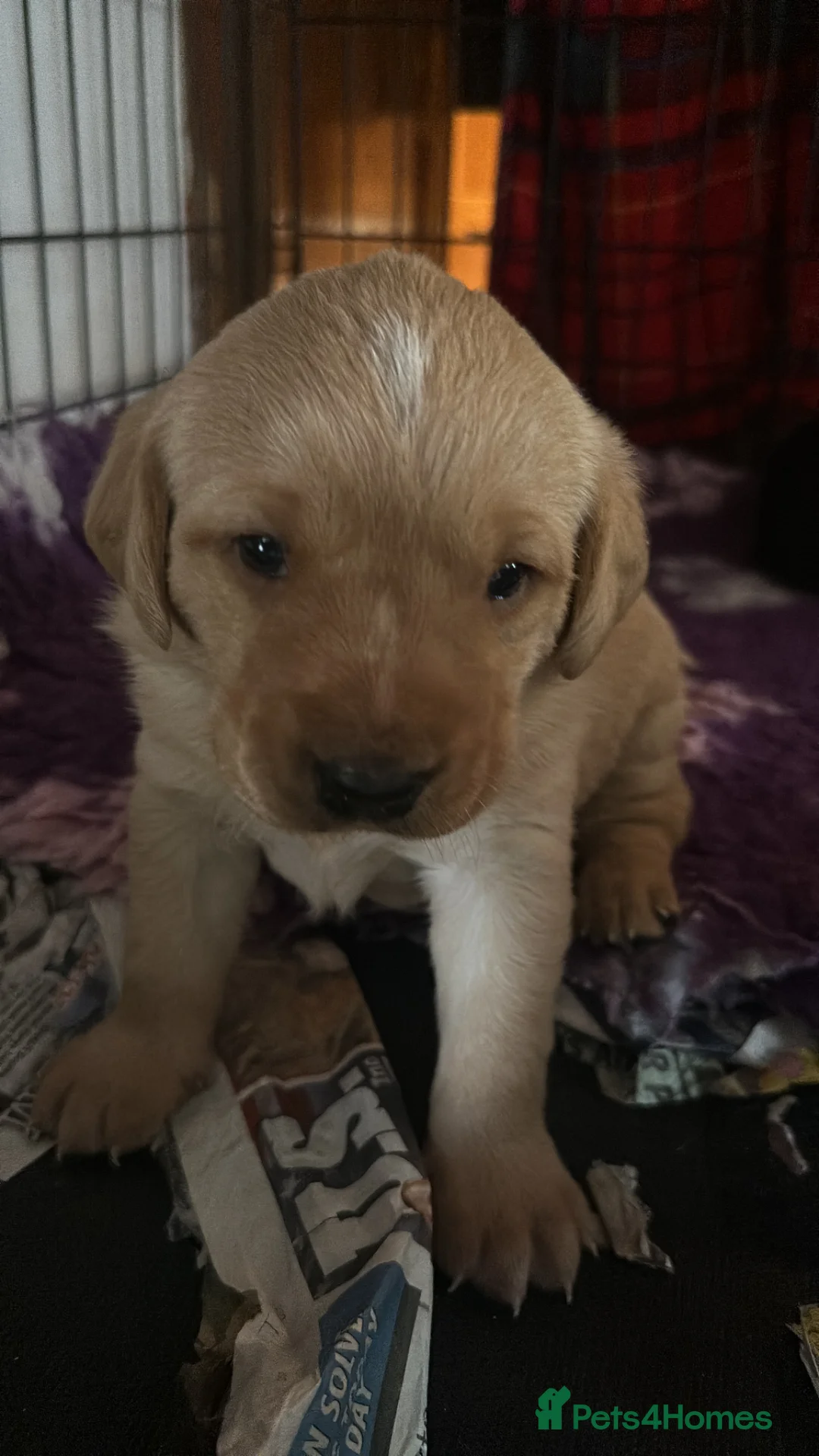 Labrador Retriever dogs for sale: Chunky Labrador puppies  - Advert 2