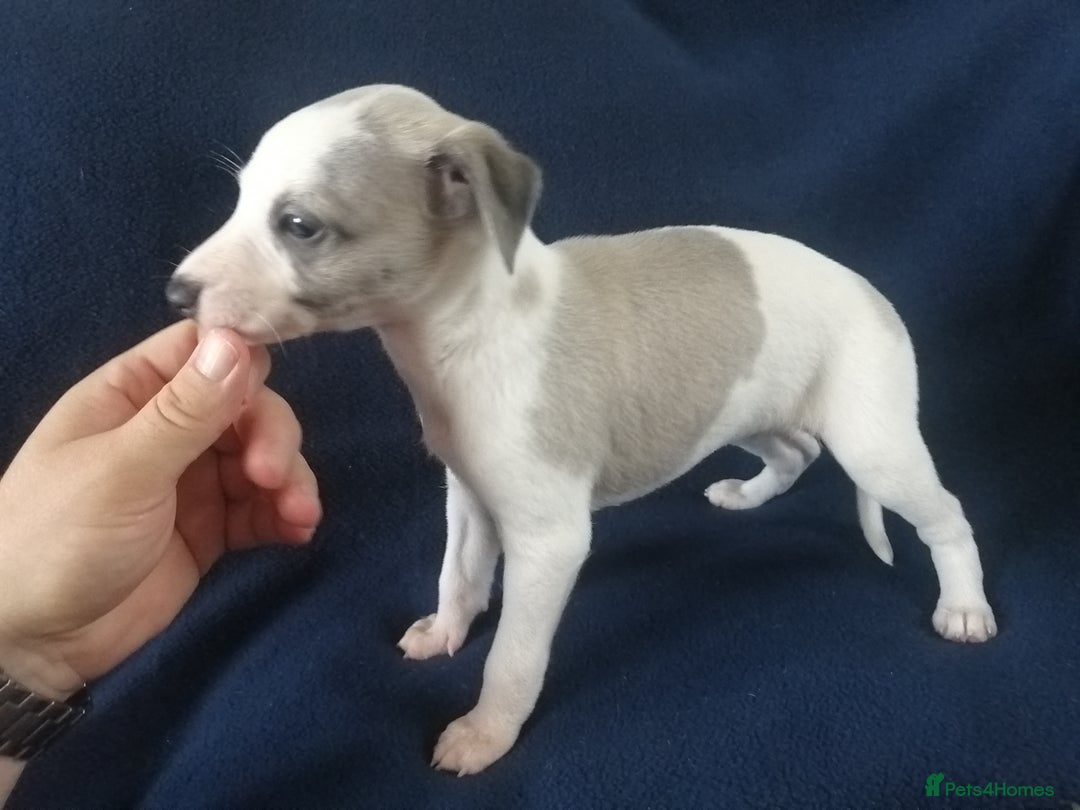 Whippet dogs for sale: Whippet pups ready now  - Image 9
