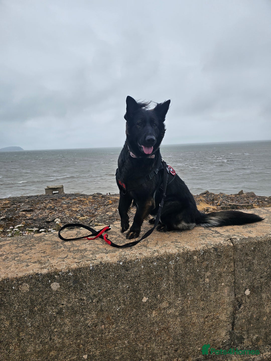 German Shepherd dogs for sale: KC Czech GSD  - Image 14