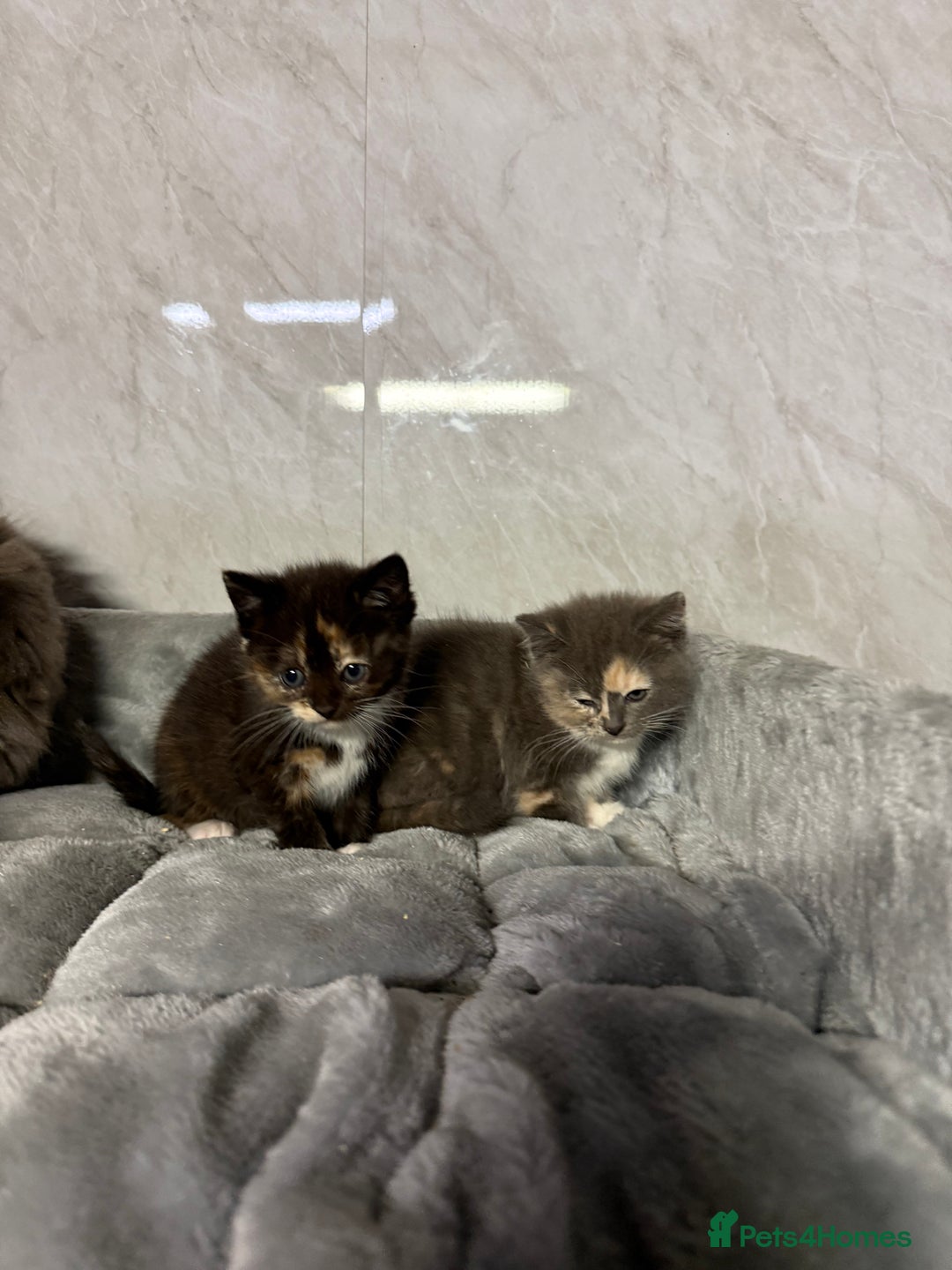 Ragdoll cats for sale: Half Ragdoll Kittens - Advert 5