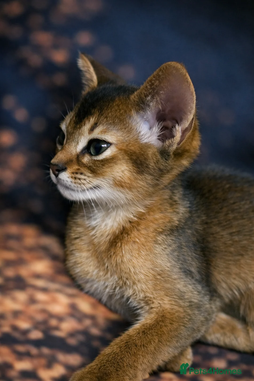 Abyssinian cats for sale: 🌟 Show Quality Abyssinian Boy – Ready to go  - Advert 10