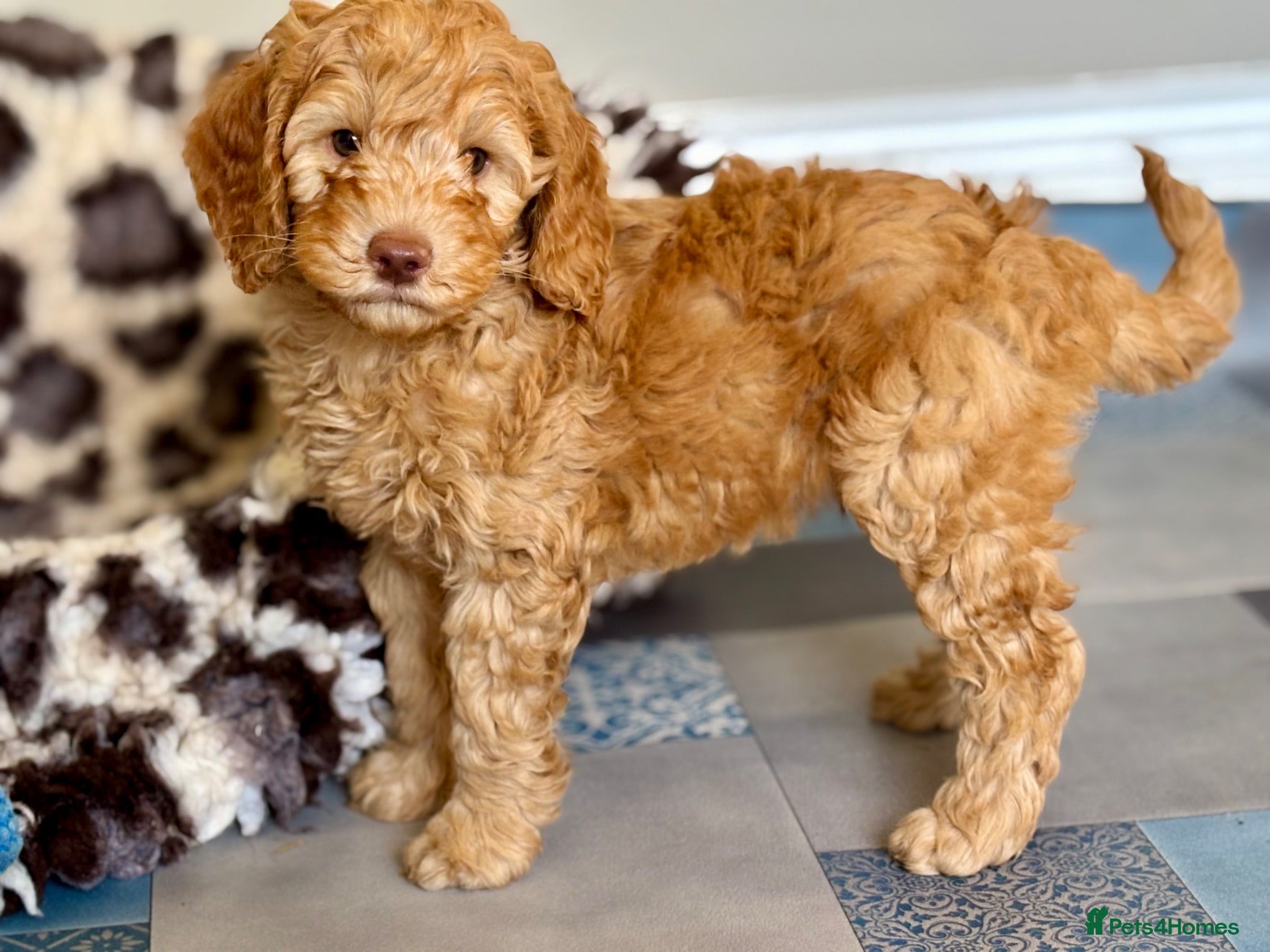 Australian Labradoodle dogs Fantastic breeding! Canadian & Australian lines - Advert 2