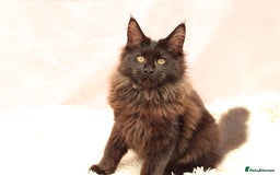 Maine Coon cats for sale: 🔥Last Maine Coon kitten available 🔥 - Image 24