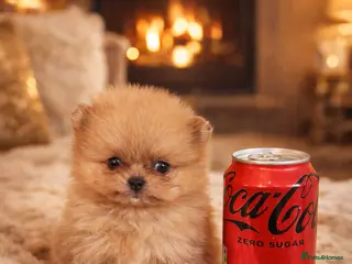 Pomeranian dogs TEDDY GIRL READY IN 10 days time - Advert 6