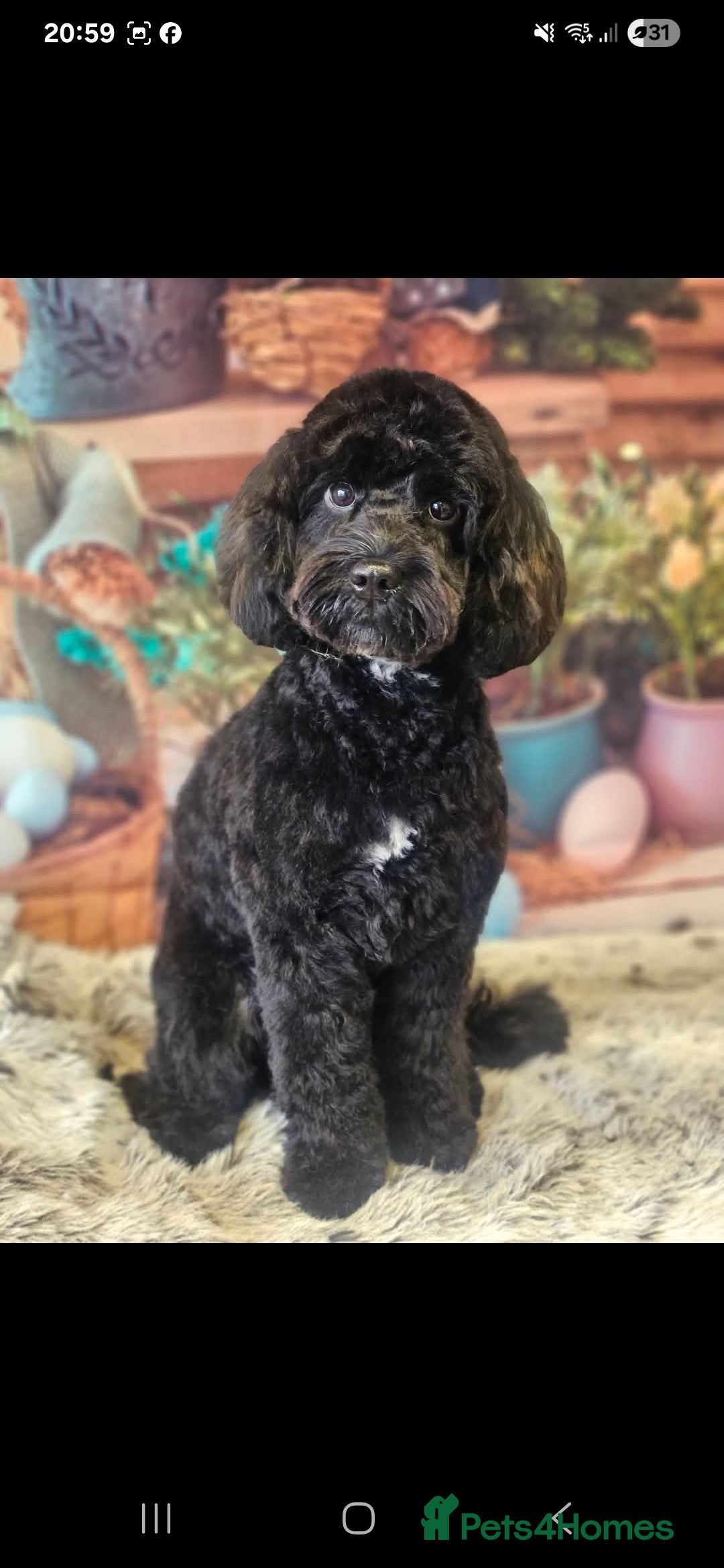 Cockapoo dogs for sale: Pregnancy confirmed due on 25th January  - Advert 3