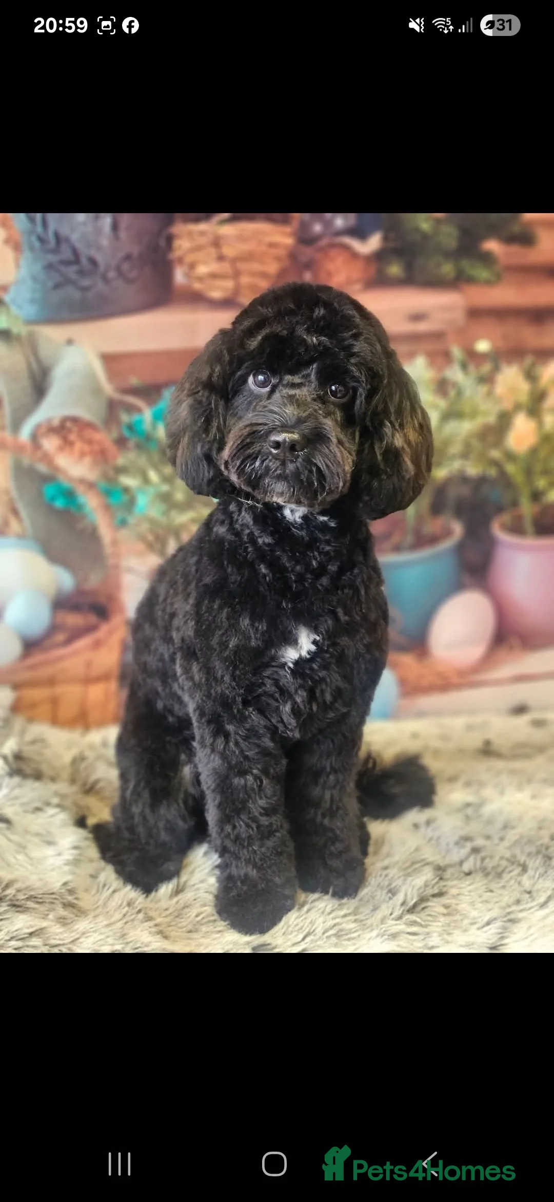 Cockapoo dogs for sale: Minature chocolate brown cockerpoo F1B - Advert 3
