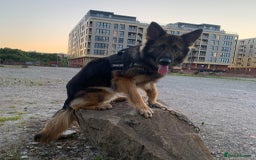 German Shepherd dogs for sale: Zeus is looking for his forever home 🏠  - Advert 5