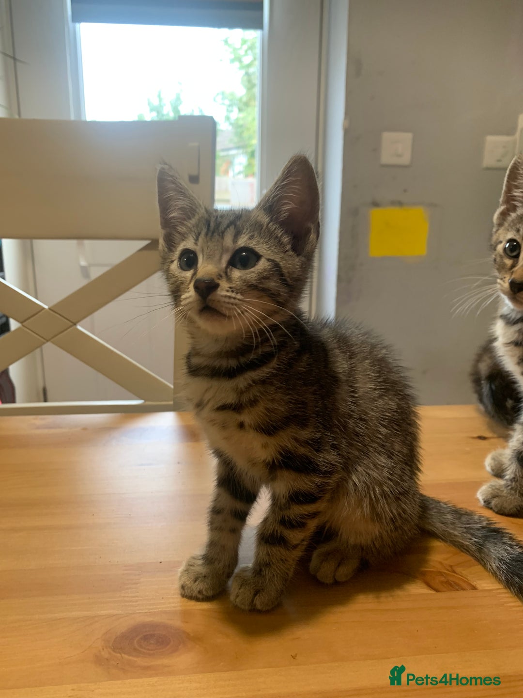 Bengal cats for sale: Bengal cross - Image 10