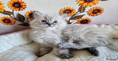 Ragdoll cats - Advert 5