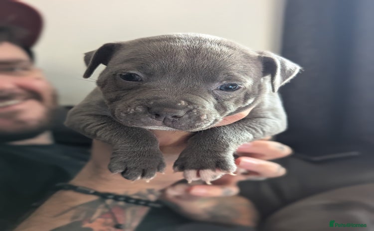 Staffordshire Bull Terrier dogs - Advert 7