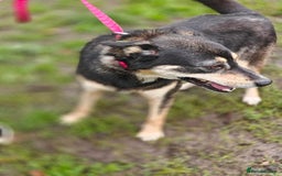 Mixed Breed dogs for adoption: 💖🐶 MARGOSHA 🐶💖 - Image 7