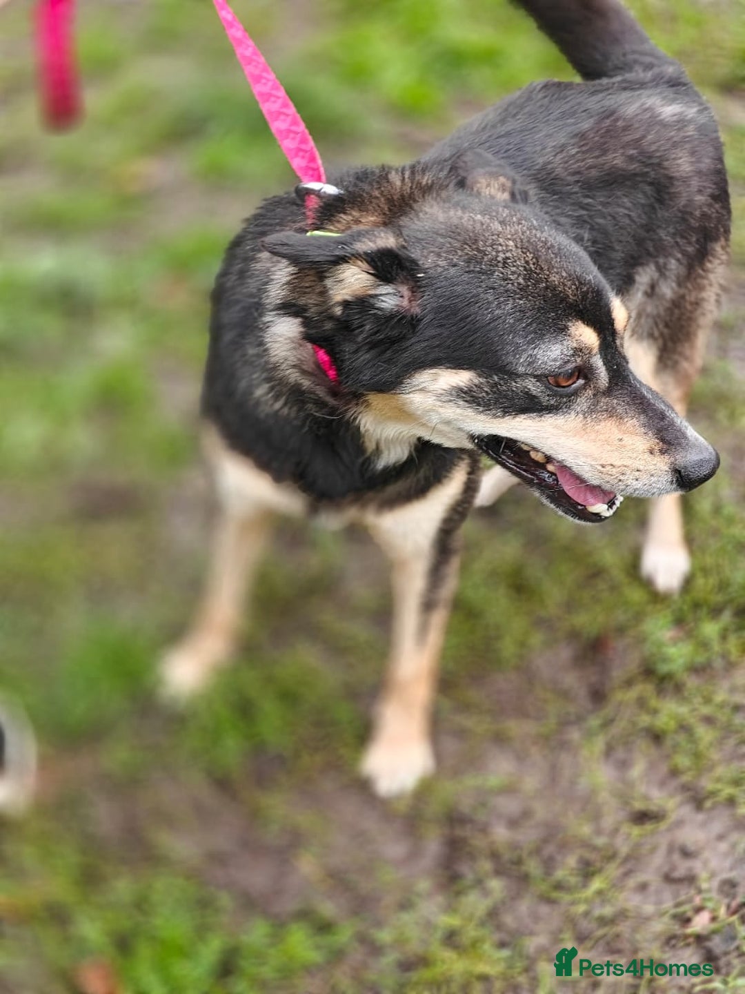 Mixed Breed dogs for adoption: 💖🐶 MARGOSHA 🐶💖 - Image 7