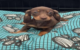 Dachshund dogs for sale: Miniature Dachshund puppies - Image 5