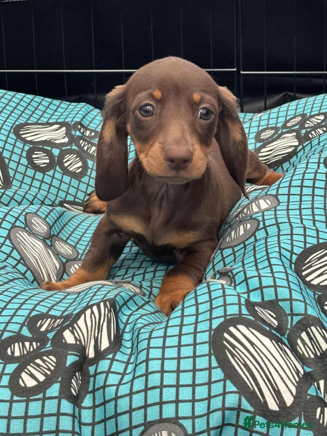Dachshund dogs for sale: Miniature Dachshund puppies - Image 5
