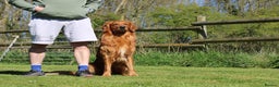 Golden Retriever dogs for stud: Dark Golden Retriever stud dog in Newark - Advert 11