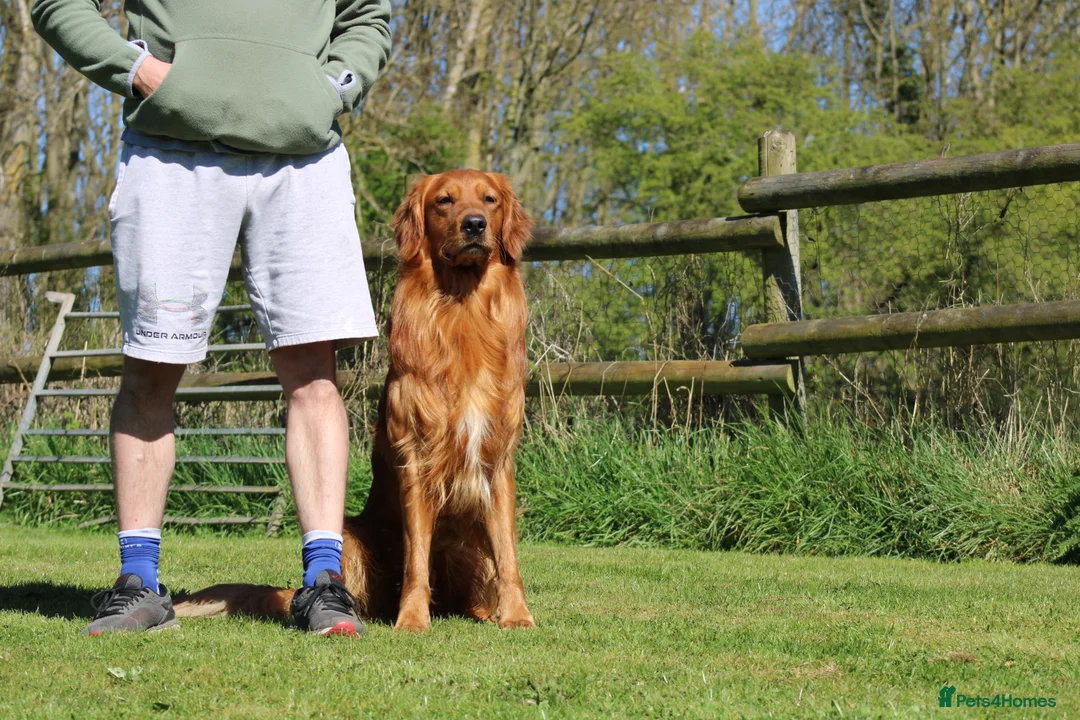 Golden Retriever dogs for stud: Dark Golden Retriever stud dog in Newark - Advert 11