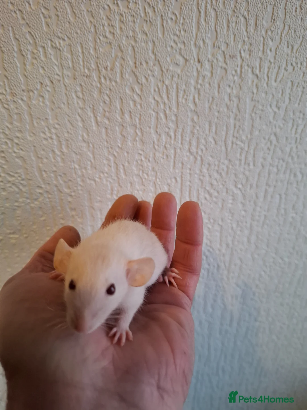 Rat rodents for sale: DWARF RATS - Advert 2