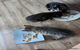Domestic Shorthair cats for sale: 4 beautiful kittens - Image 11