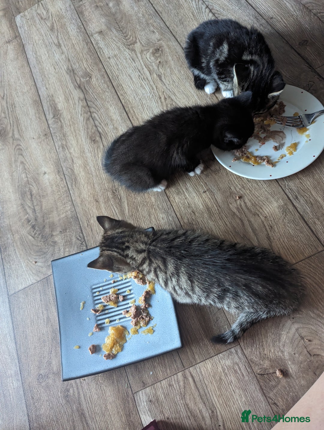 Domestic Shorthair cats for sale: 4 beautiful kittens - Image 11