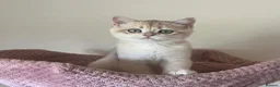 British Shorthair cats for sale: Delightful Golden British Shorthair Kittens - Advert 4