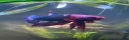 Bettas fish for sale: Male betta plakat!!! For rehoming!! in Livingston - Advert 2