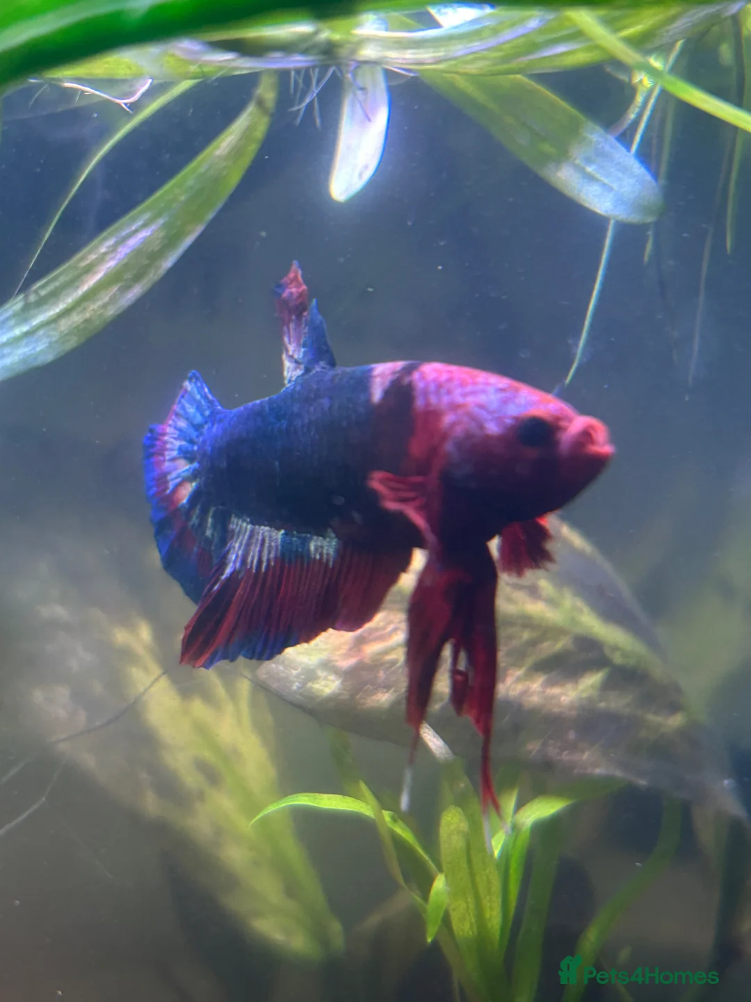 Bettas fish for sale: Male betta plakat!!! For rehoming!! in Livingston - Advert 2