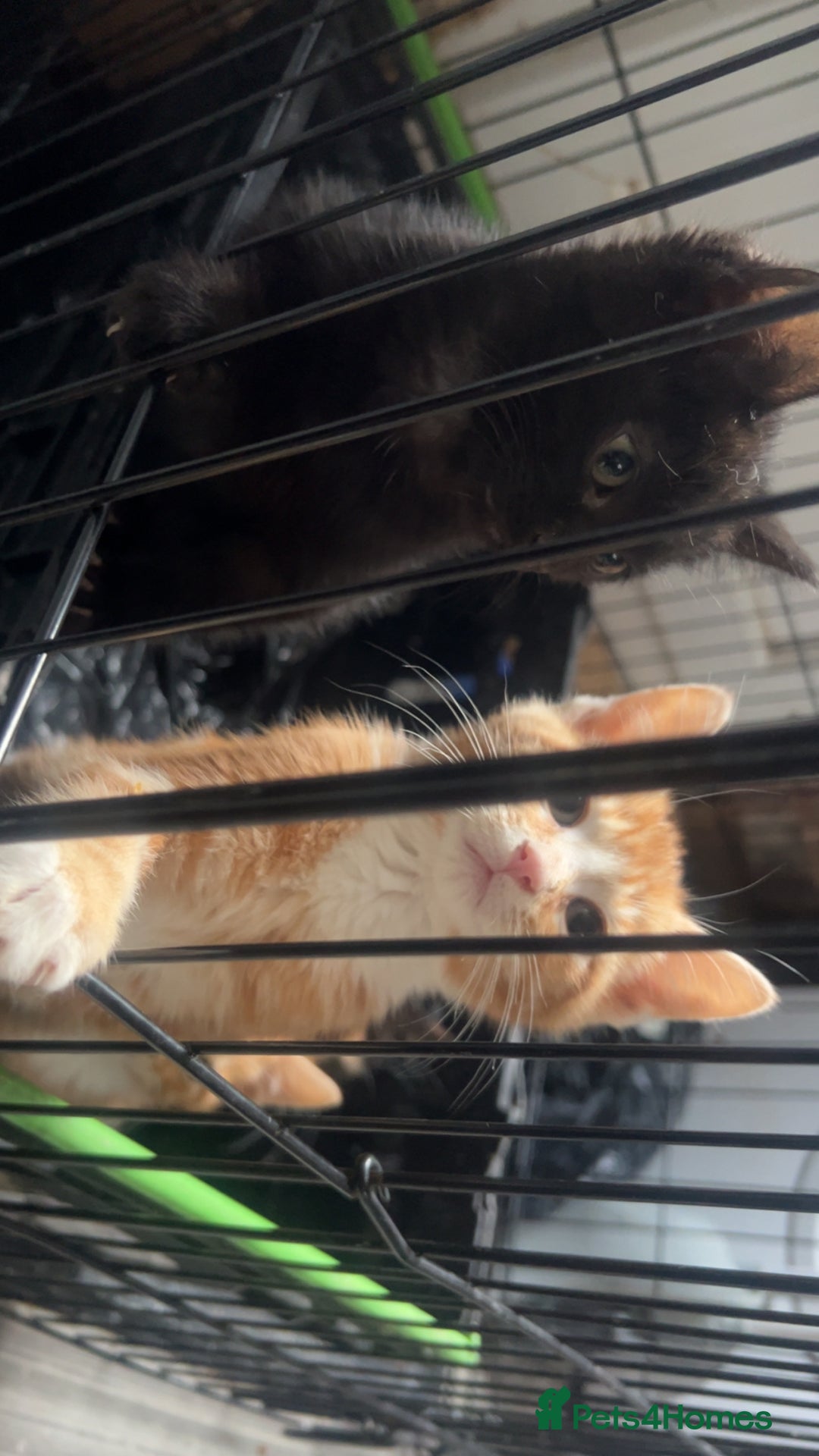 Mixed Breed cats for sale: ginger and black kittens - Advert 2