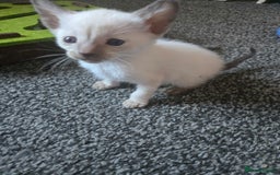 Siamese cats for sale: Beautiful 2 Havana browns and 2 C/ point siamese  - Image 10