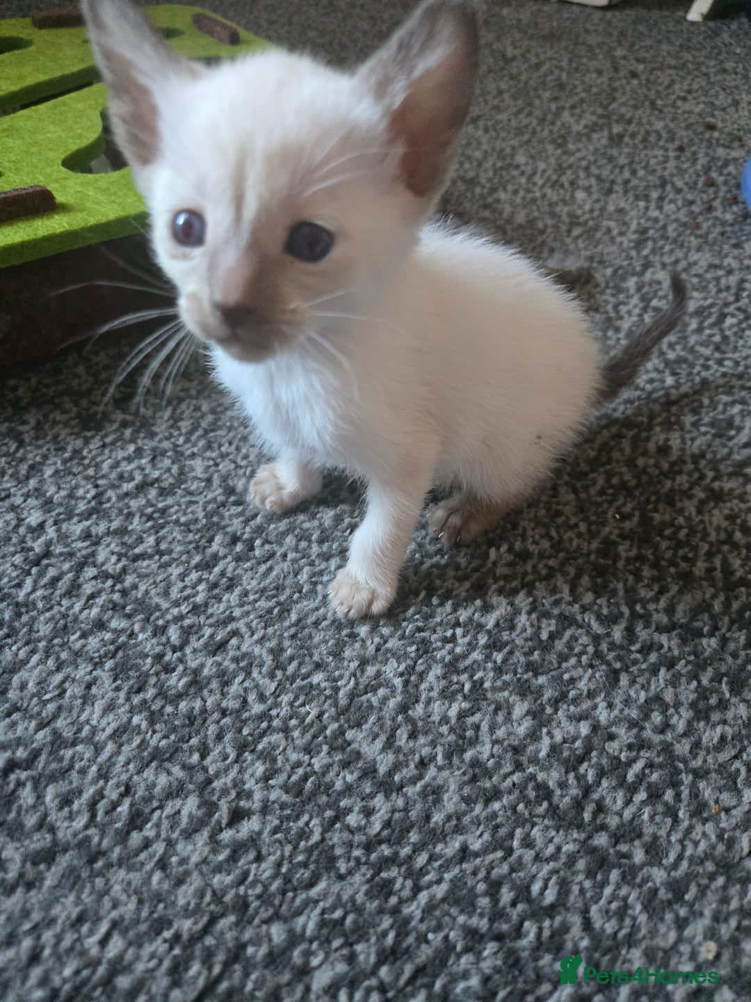 Siamese cats for sale: Beautiful 2 Havana browns and 2 C/ point siamese  - Image 10