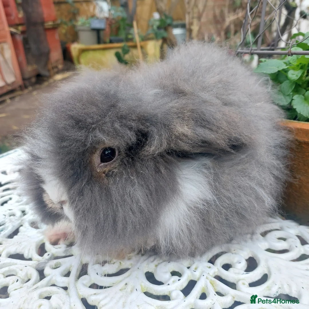 Angora rabbits for sale: STUNNING TEDDYWIDDER BUCK - Advert 4