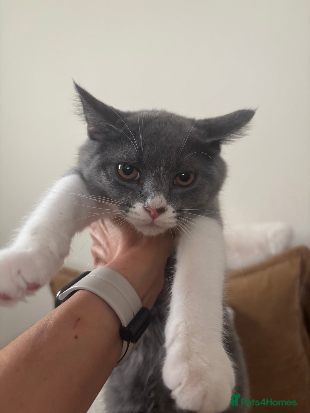 Mixed Breed cats for sale: Ready!!! Mixed British Shorthair  - Image 2