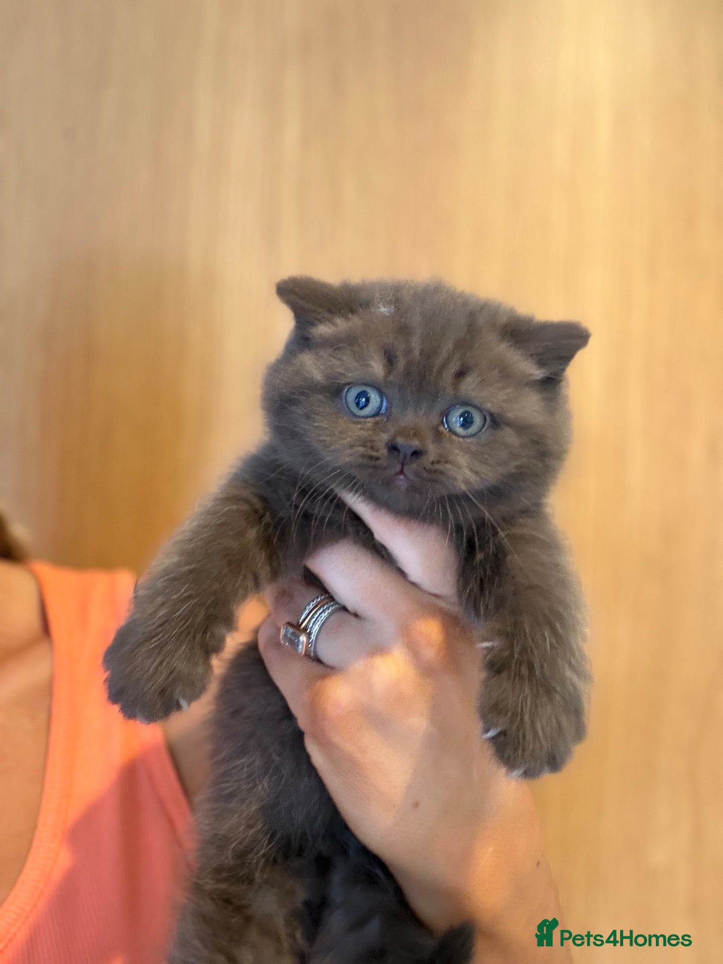 British Shorthair cats Chocolate and Lilac British short hair kittens  - Advert 2