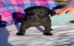 Whippet dogs for sale: Beautiful homebred whippet puppies. Ready to go - Image 2