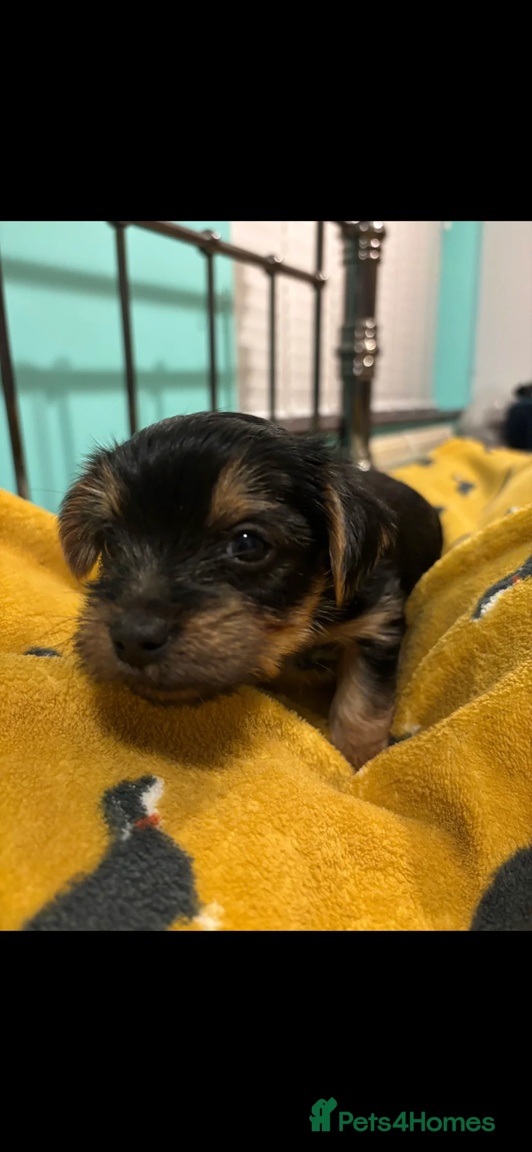 Yorkshire Terrier dogs for sale: 4 Stunning Miniature Yorkshire terriers for sale  - Advert 35