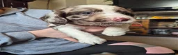 Cockerdor dogs for sale: F1b cockerdors - Advert 26