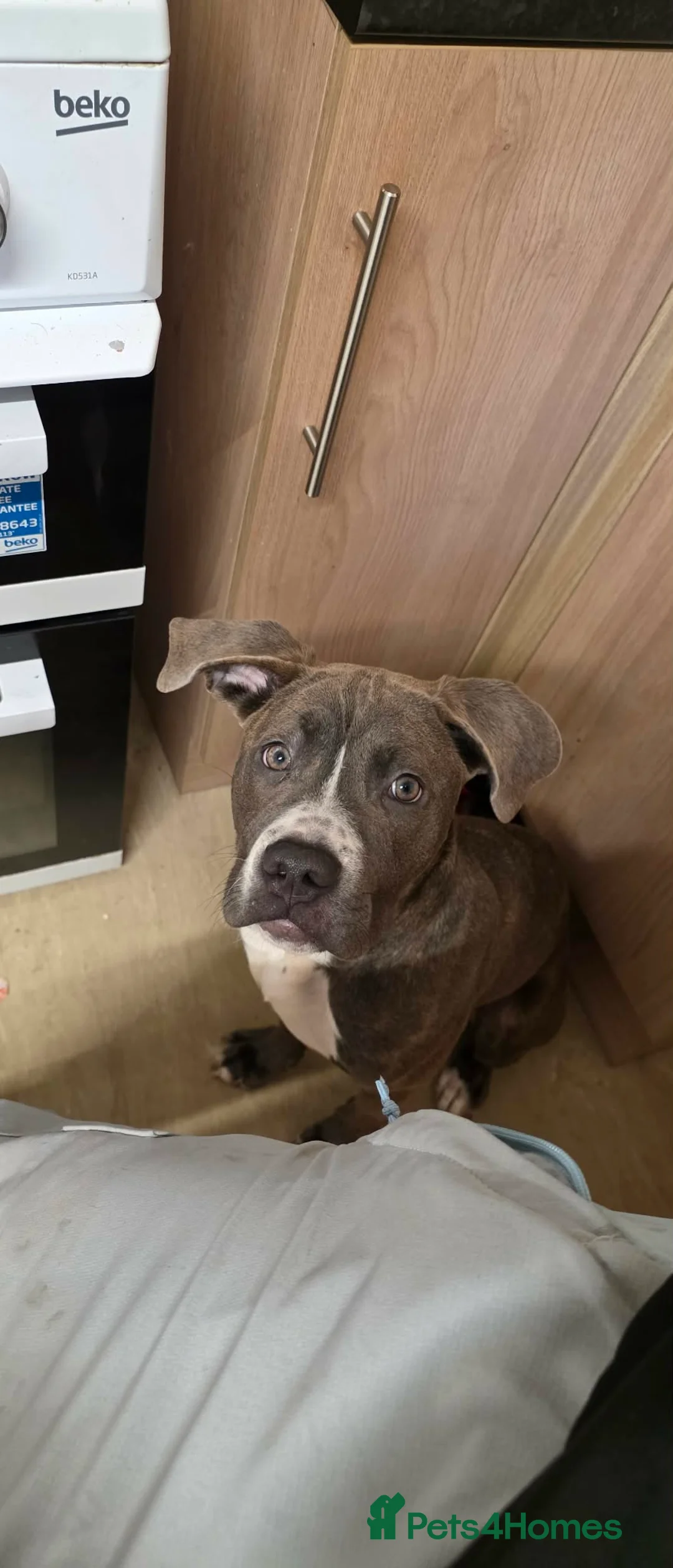 Cane Corso dogs for sale: Roxi  - Advert 2