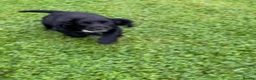 Sprocker dogs for sale: Two Black Sprockers - Advert 14