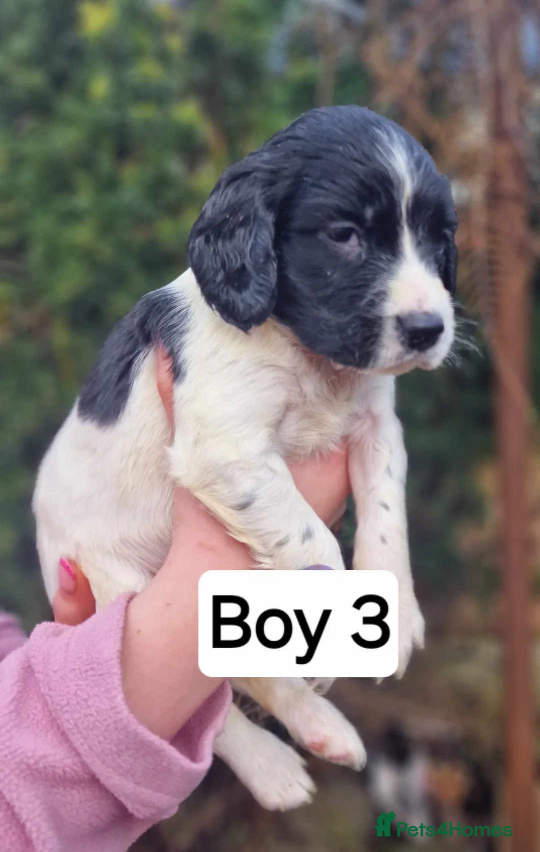 English Springer Spaniel dogs for sale: 8 pups for sale - Advert 17