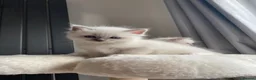 Ragdoll cats for sale: Beautiful Ragdolls😻 READY IN 2 WEEKS 😻 - Advert 17