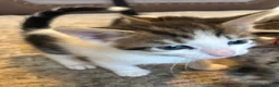 Mixed Breed cats for sale: Mixed breed girls kittens - Advert 17