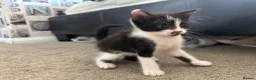 Mixed Breed cats for sale: 3 kittens for sale - 2 are rare polydactyl  - Advert 4