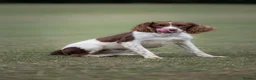 English Springer Spaniel dogs for sale: 2 Springer Spaniel Puppies - Advert 7