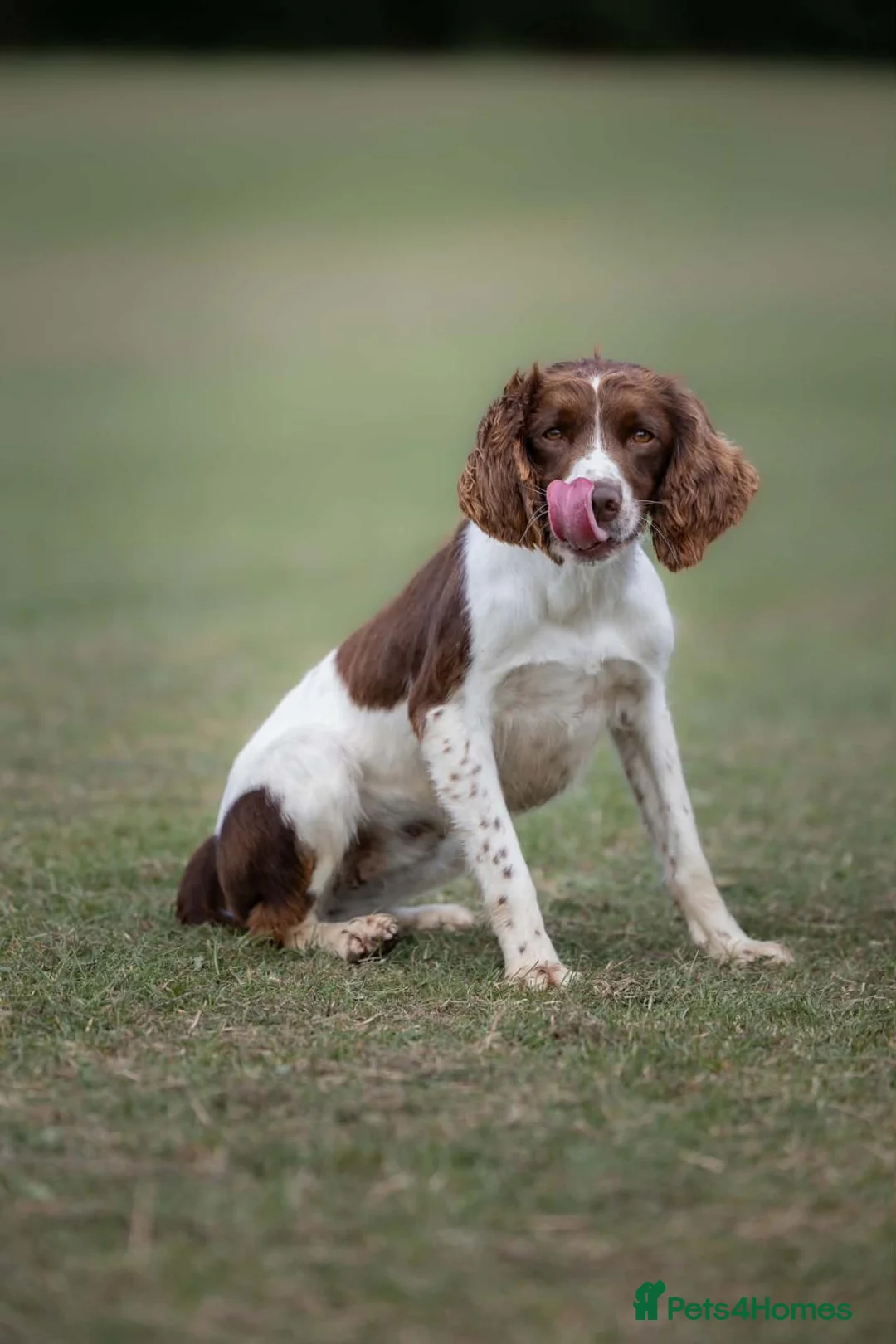 English Springer Spaniel dogs for sale: 2 Springer Spaniel Puppies - Advert 7