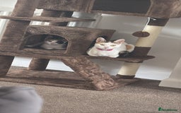 Mixed Breed cats for sale: Mother and Daughter home needed - Image 7