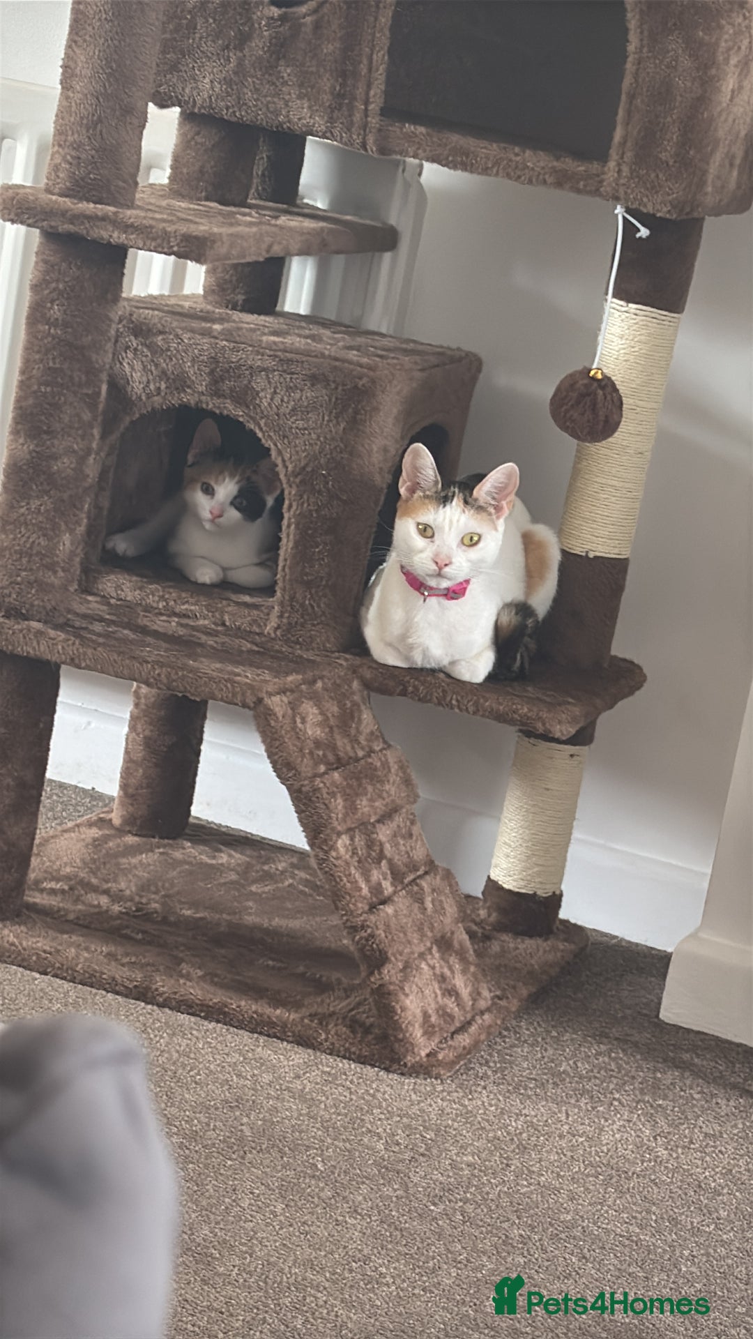 Mixed Breed cats for sale: Mother and Daughter home needed - Image 7